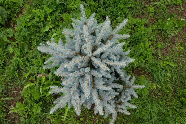 Top View Small Spruce Tree Blue Needles Ground Covered Grass — Stock Photo, Image