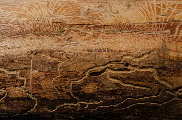 Ağaç kabuğu böceğinin bıraktığı garip çizgiler. Çizim eski bir mağara resmine benziyor. Geçmişi. Doku.