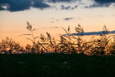 Sahil sazlıklarının siluetleri yumuşak turuncu bir günbatımının arka planına karşı. Kara bulutların parçaları var. Geçmişi. Doku