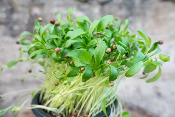 Des Jeunes Pousses Coriandre Dans Pot Bout Des Feuilles Une — Photo