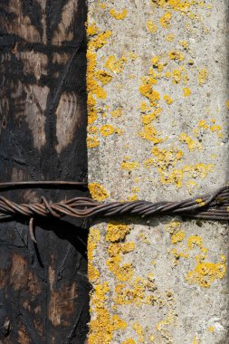 Eski bir elektrik desteğinin yapısının parçası. Ahşap direk beton zemine çelik bir tel kayışla tutturulmuş. Pas ve yosun var. Geçmişi. Doku.