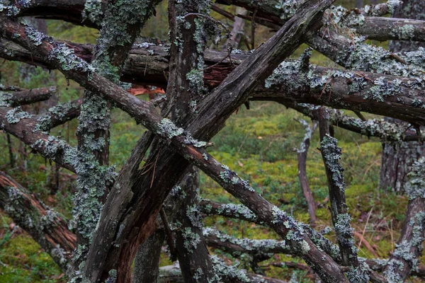 Viele Verbrannte Äste Eines Alten Umgestürzten Baumes Das Holz Ist — Stockfoto