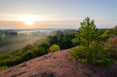 Genç bir ladin gün doğarken kumlu bir tepede duruyor. Aşağıda sonsuz ormanı görebilirsiniz, sabah sisi ile örtülü. Geçmişi. Manzara.