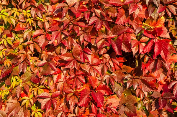 Vägg Röda Krypande Lianablad Lyser Upp Solen Det Finns Unga — Stockfoto