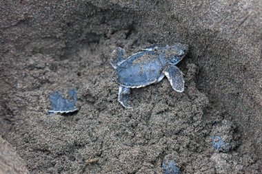 Yeşil kaplumbağalar (Chelonia mydas) içinde belgili tanımlık yuva bebeğim ve Kosta Rika okyanusta taramaya hazır.