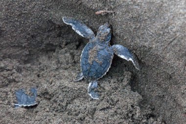 Yeşil kaplumbağalar (Chelonia mydas) içinde belgili tanımlık yuva bebeğim ve Kosta Rika okyanusta taramaya hazır.