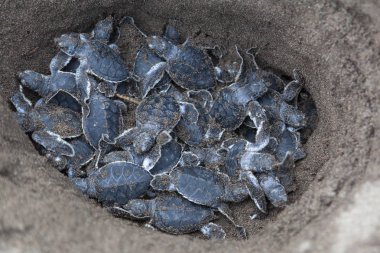 Yeşil kaplumbağalar (Chelonia mydas) içinde belgili tanımlık yuva bebeğim ve Kosta Rika okyanusta taramaya hazır.