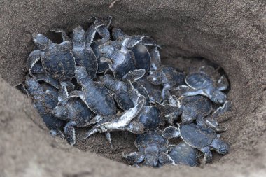 Yeşil kaplumbağalar (Chelonia mydas) içinde belgili tanımlık yuva bebeğim ve Kosta Rika okyanusta taramaya hazır.