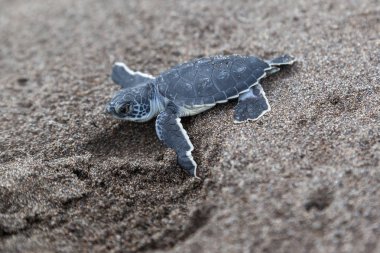 Bir bebek Yeşil Kaplumbağa (Chelonia mydas) ayak basmak Kosta Rika üzerinde sahilde okyanus tarama.
