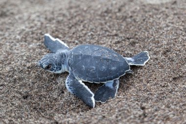 Bir bebek Yeşil Kaplumbağa (Chelonia mydas), Kosta Rika sahilinde okyanusa tarama.
