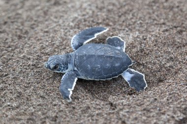Bir bebek Yeşil Kaplumbağa (Chelonia mydas), Kosta Rika sahilinde okyanusa tarama.