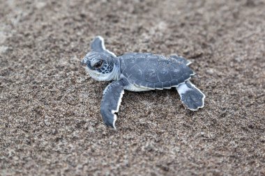 Bir bebek Yeşil Kaplumbağa (Chelonia mydas), Kosta Rika sahilinde okyanusa tarama.