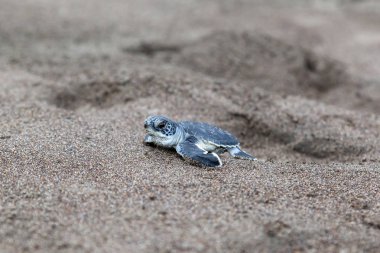Bir bebek Yeşil Kaplumbağa (Chelonia mydas) ayak basmak Kosta Rika üzerinde sahilde okyanus tarama.