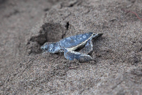 Dítě Zelené Želvy Chelonia Mydas Procházení Oceánu Pláži Stopa Kostarice — Stock fotografie