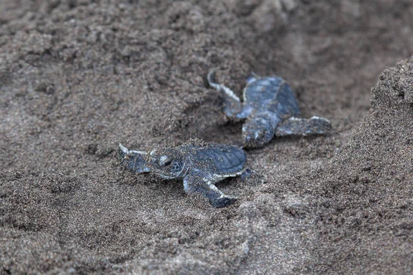 Duas Tartarugas Verdes Bebê Chelonia Mydas Rastejando Para Oceano Praia — Fotografia de Stock