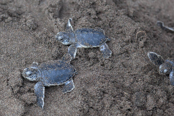 Two baby green turtles (Chelonia mydas) crawling to the ocean on the beach in Costa Rica.