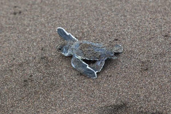 Uma Tartaruga Verde Bebê Chelonia Mydas Rastejando Para Oceano Praia — Fotografia de Stock