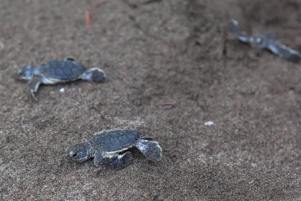 Bir Bebek Yeşil Kaplumbağa Chelonia Mydas Kosta Rika Sahilinde Okyanusa — Stok fotoğraf