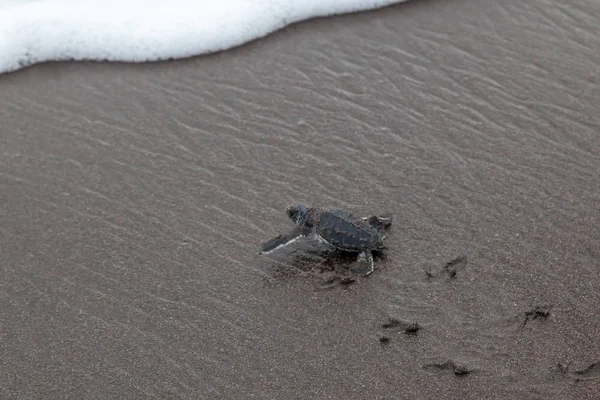 Dítě Zelené Želvy Chelonia Mydas Procházení Oceánu Pláži Kostarice — Stock fotografie