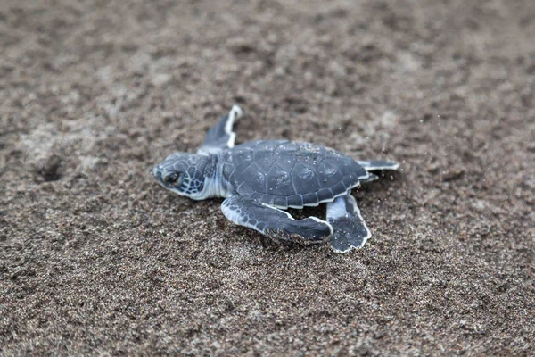 Dítě Zelené Želvy Chelonia Mydas Procházení Oceánu Pláži Kostarice — Stock fotografie