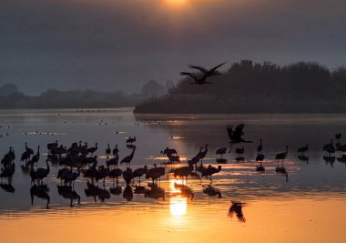 Göçmen kuşların dinlendiği gölün üzerindeki ilk güneş ışığı.