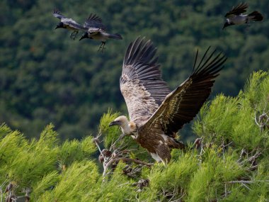 Griffon akbabaları ve kuzgunları