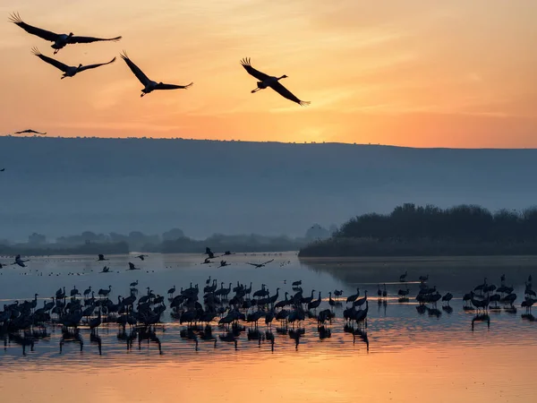 철새들이 호수에서 처음으로 새들이 깨어나다 — 스톡 사진