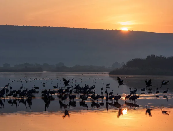 주하는 새들이 호수에 이비치는 — 스톡 사진