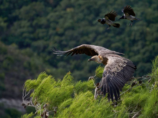 Buitre Leonado Cuervos —  Fotos de Stock