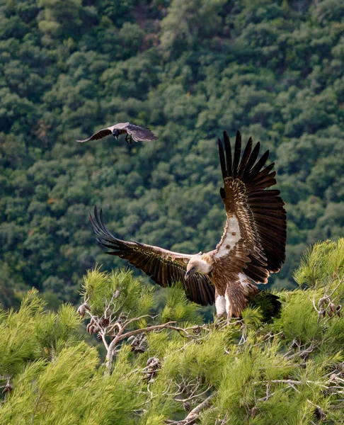 Buitre Leonado Cuervo —  Fotos de Stock