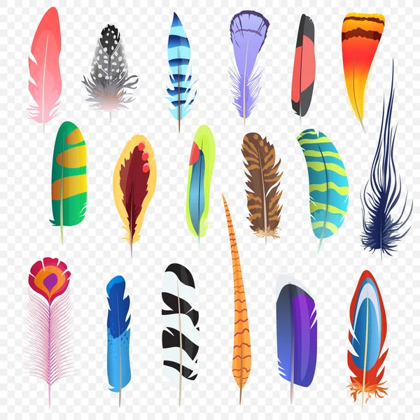 Vector colored bird feathers isolated on the alpha transperant background. Stylized feathers set. — Stock Vector
