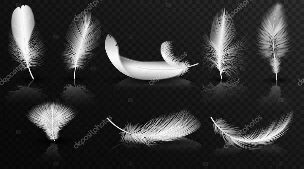 Vector white feathers on the glossy transperant alpha background collection. Realistic volumetric fluffy twirled feathers set
