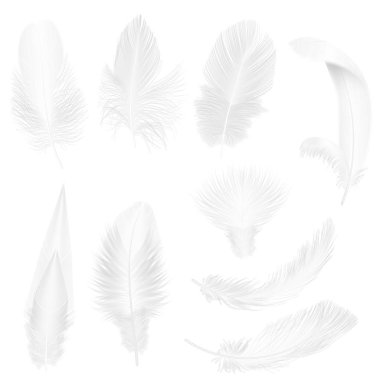 Realistic soft white feathers isolated on white vector illustration. clipart