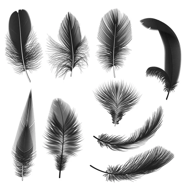 Черные реалистичные векторные перья, изолированные на белом . — стоковый вектор