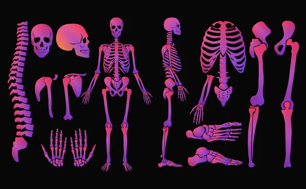 인간의 뼈 밝은 색상 네온 스타일 뼈대 집합입니다. 높은 상세한 빛 그라데이션 색 벡터 일러스트 레이 션. — 스톡 벡터