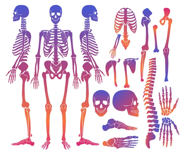 Conjunto de colecção de silhuetas de esqueleto de ossos humanos. gradiente cor brilhante alta ilustração vetorial detalhada . —  Vetores de Stock