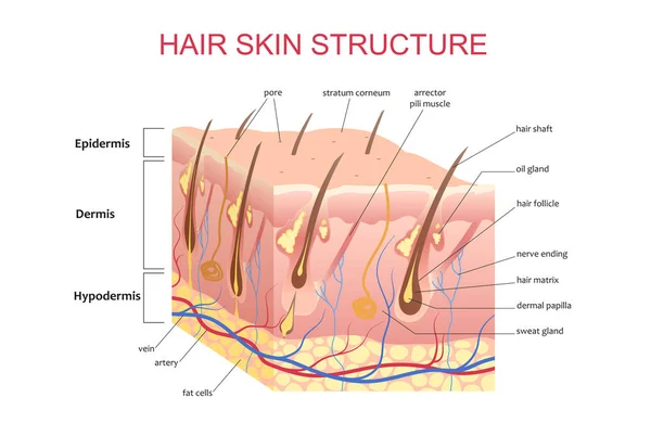 3D szerkezet a haj bőr fejbőr, anatómiai oktatás infographic információk poszter vektoros illusztráció. — Stock Vector