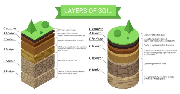 Utbildning isometrisk diagram och detaljerad beskrivning av jord skikt. Växtrester, grönt gräs, fina mineralpartiklar, sand, lera, humus och stenar vektor illustration. — Stock vektor