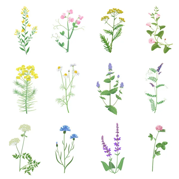 Dzikie zioła zestaw kolorów na białym tle. Wildflowers, zioła, liście. Ogród i dzikie liście, kwiaty, gałęzie ilustracji wektorowych. — Wektor stockowy