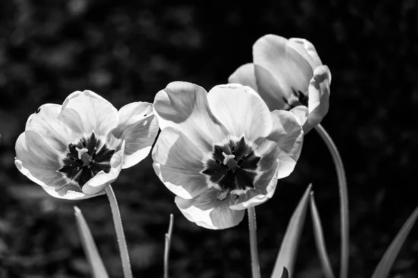 Fiori Primaverili Giardino Nell Ambiente Naturale — Foto Stock