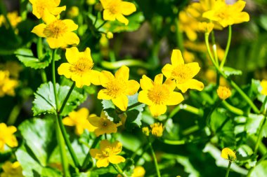 Bahar çiçekleri Bahçe ve doğal ortamında.