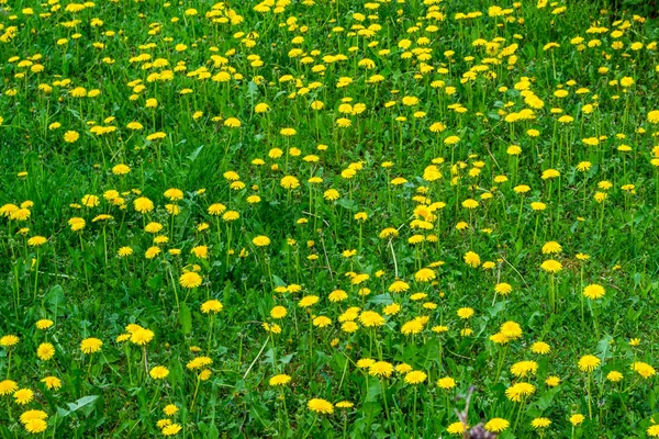 Spring Flowers Garden Natural Environment — Stock Photo, Image