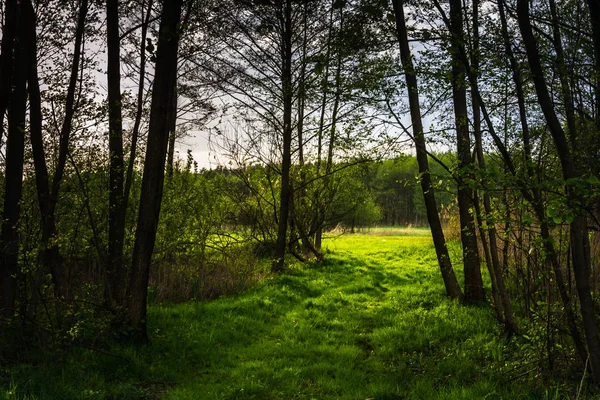 Środowisko Naturalne Parku Krajobrazowym Polska — Zdjęcie stockowe