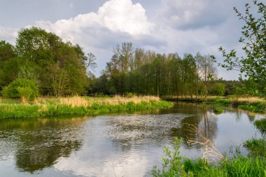 Vahşi bir nehir merkezi Polonya'da akan