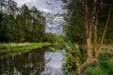 Vahşi bir nehir merkezi Polonya'da akan