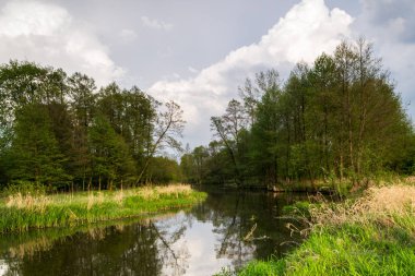 Vahşi bir nehir merkezi Polonya'da akan