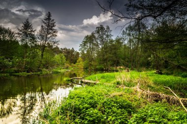 Vahşi bir nehir merkezi Polonya'da akan