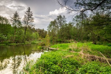 Vahşi bir nehir merkezi Polonya'da akan