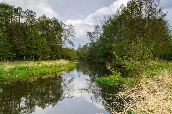 Дикая Река Текущая Центральной Польше — стоковое фото