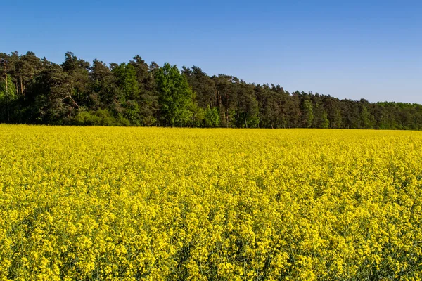 Gula Rapsfält Jordbruk Odling — Stockfoto